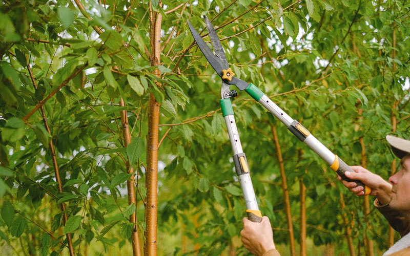 Tree trimming in Michie, TN