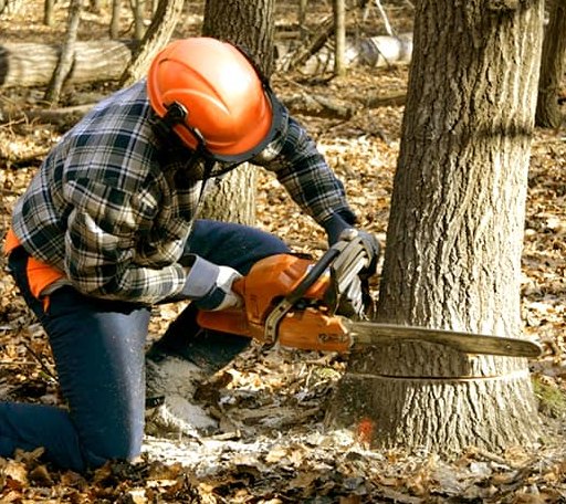 Tree Removal in Michie, TN